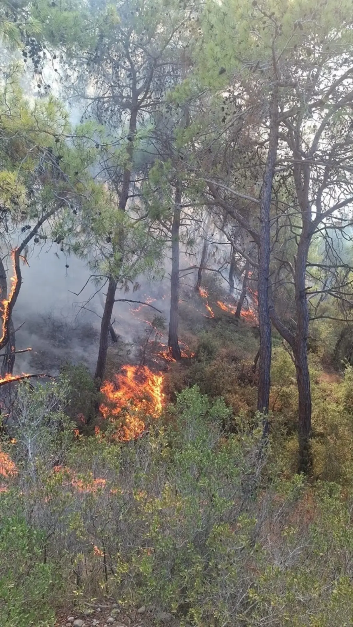 adanada orman yanginina mudahale z9d2Y12L