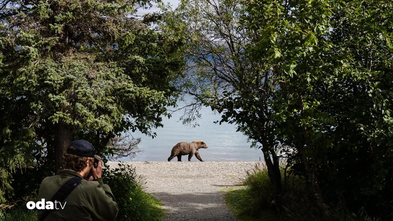 sisman ayi haftasi basladi alaska sampiyonunu ariyor IX1lAdvH