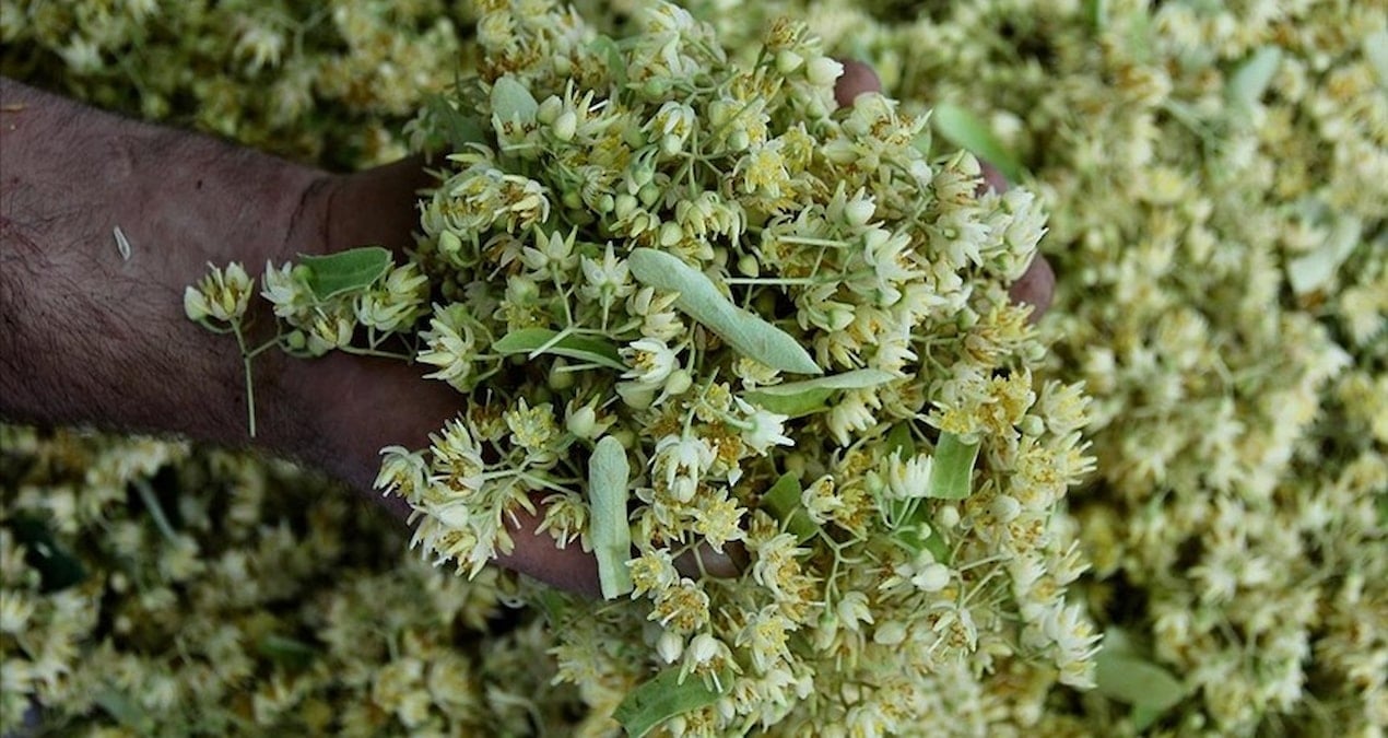 degeri altinla yarisiyor ama sonbahar geldi kapis kapis satiliyor Pa4KSeGu.jpg