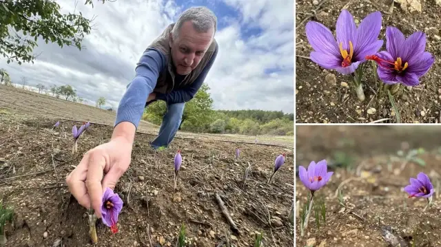 dunyanin en pahali baharati kilosu 450 bin tlden satiliyor soguk havalardan dolayi erken cicek acti ae7RsfMm.webp