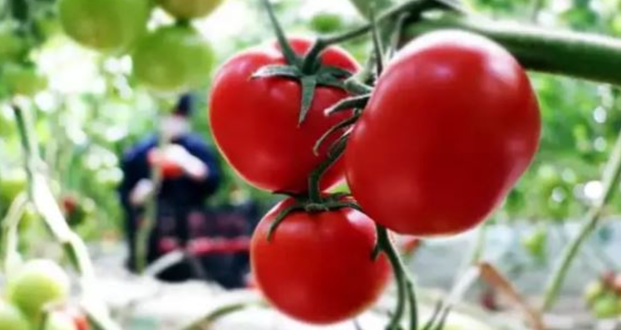 tarlada 6 lira olan domates sofrada 40 lira PYMyshlC