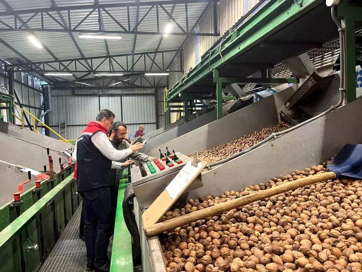 ceviz uretimi destekleniyor mKXjjZI4.jpg