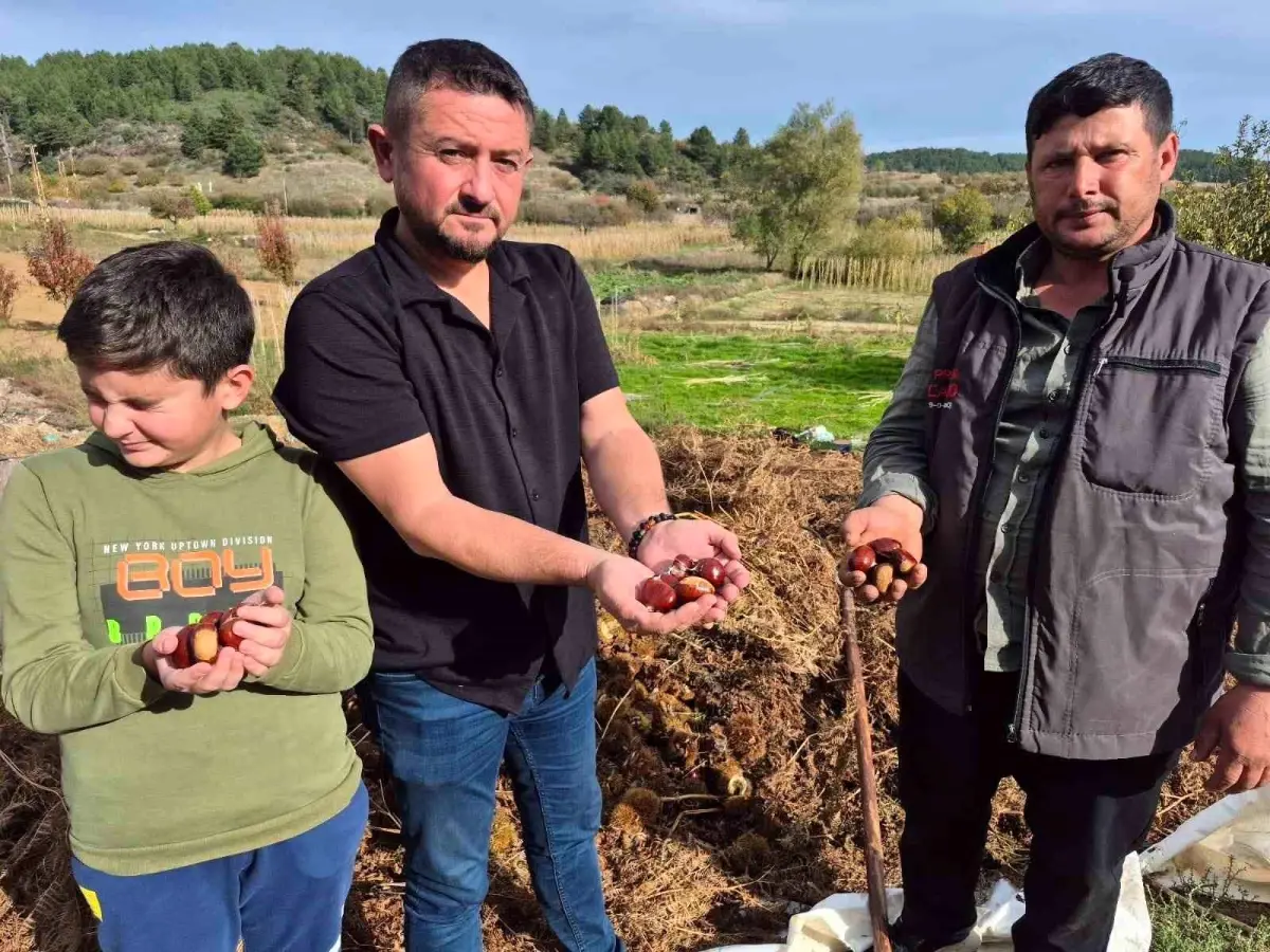 denizlide alandiz kestanesi hasadi basladi 6PvHhkmf.jpg