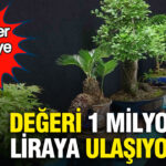 bonsailer-gorucuye-cikti-degeri-1-milyon-liraya-ulasiyor-7iHNK1Eq