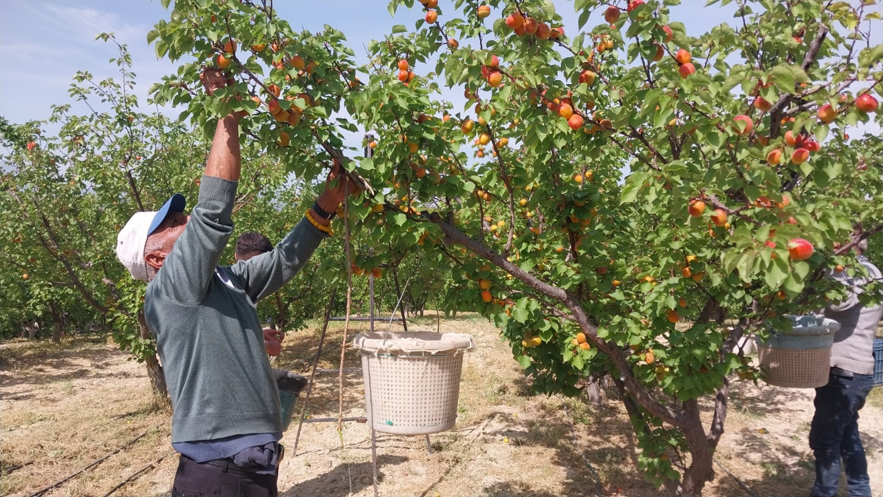 Mersin’de Kayısı Hasadı Başladı: 300 Bin Ton İhracat Hedefiyle Yola Çıkıldı